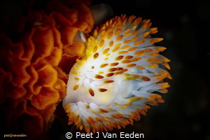 Yellow Gasflame Nudibranch by Peet J Van Eeden 